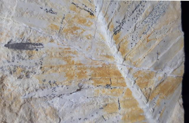 Zamites feneonis BRONGNIART - Bild &copy; FossNet FossilienStore